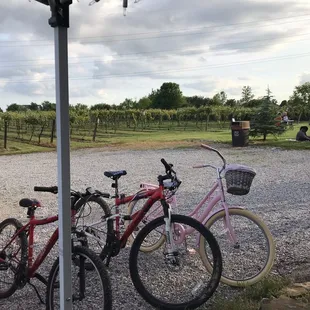 Soine Vineyards