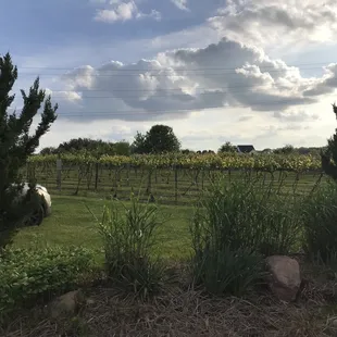 cows grazing in a field