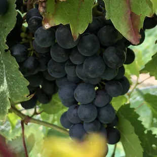 Chambourcin grapes