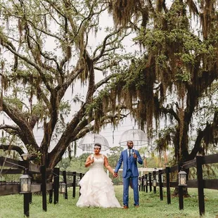 Pathway of Oak Trees