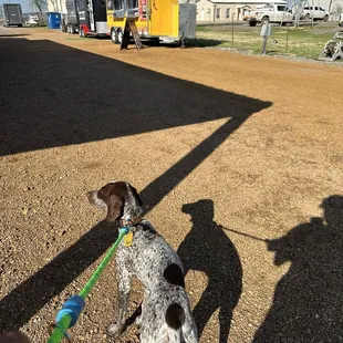 Dog friendly when at Hilltop Truck Park. Calypso said she loves their roti...10/10!