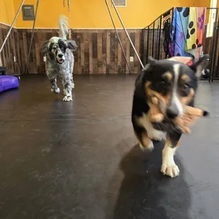 My dog at sol dog lodge doing tier 1 or 2 playgroups while being boarded