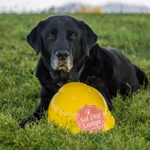 Whitman is the result of the Hearts at Ease program through Sol Dog Lodge: providing respite when a family is at risk.