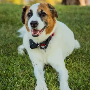 Max was a rescue from Maricopa and has beautifully transitioned into his forever home