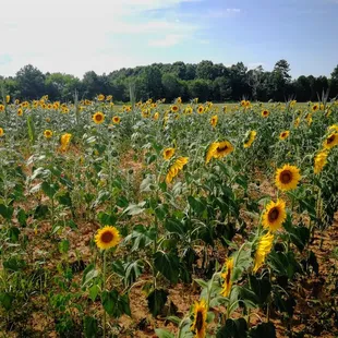 Sunflower field