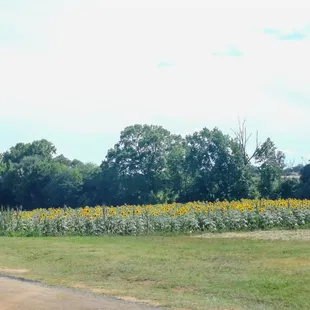 Sunflower field