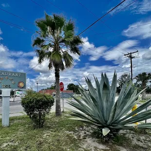 Big agave
