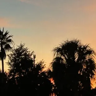 alm trees in the sunset