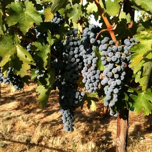 The fruits of our labor.