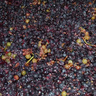 Co-fermenting Sol Rouge Syrah with a bit of Viognier. Come down and watch us make our wine!