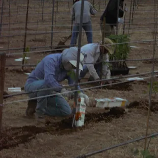 Planting Sol Rouge Vineyard