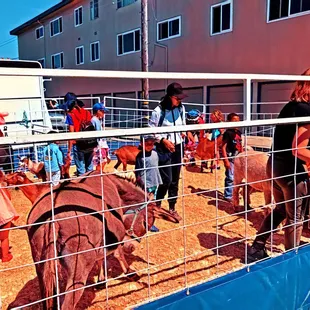 Solano Avenue Stroll