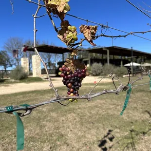 Grapes and Villa.
