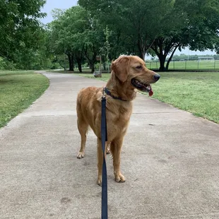 Pet friendly walking trails