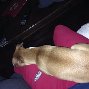 Rudi at our In Our Home Boarding