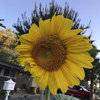 K V.