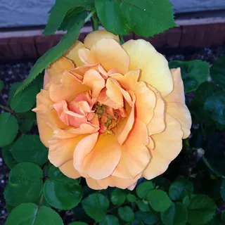 Kathy J.