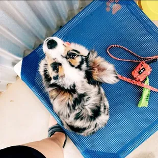 Sitting in the covered patio cooling down and enjoying a nice burger! (Mila's favorite)
