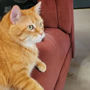 Queen Clementine.