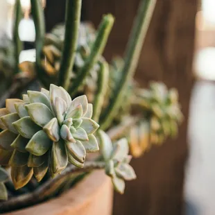 sushi and sashimi, interior
