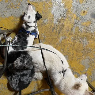 A truly dog friendly brewery