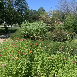 So many zinnias in bloom!