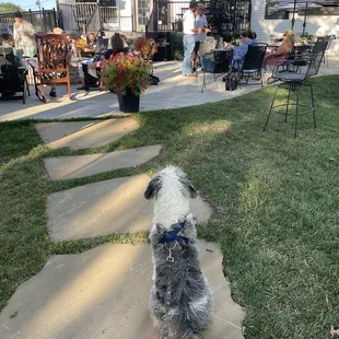 Dog-friendly patio