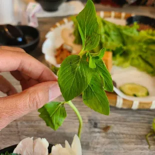 a person holding a plant in their hand