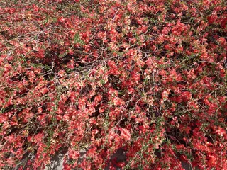 Dyck Arboretum of the Plains