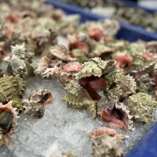 a tray of oysters on ice