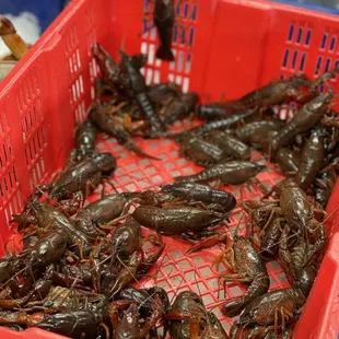 Live crawfish