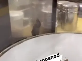 Arlington Chicken and Fish