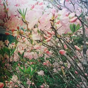 Pretty flowers adorning window shade