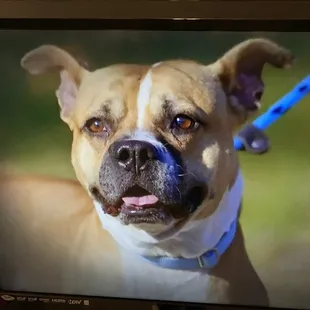 a dog on a television screen