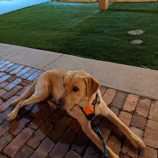 a dog laying on a brick walkway