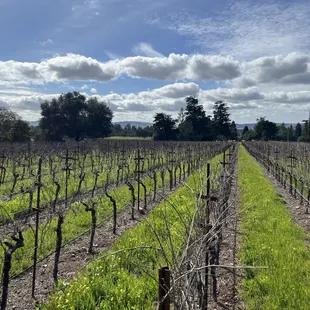 Vineyard