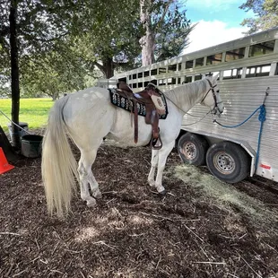Lead horse