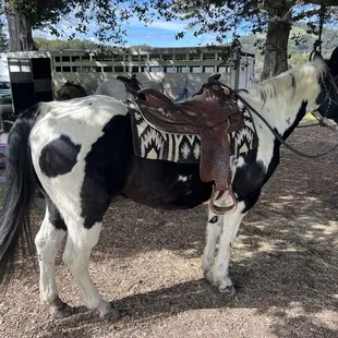 Blue eyed horse