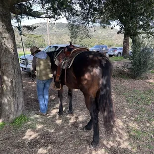 My horse, can hold a rider up to 225lbs