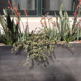 Steel planter with succulent mix