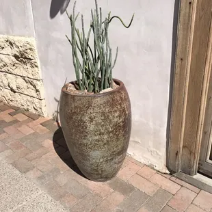 Succulent( can't remember the name!) Planter is from Mesquite Valley growers