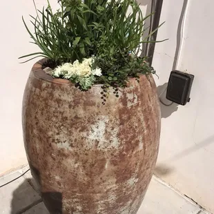 Succulent mix (pot from Mesquite Valley)