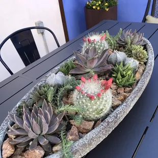 Succulent centerpiece (container is from Green Things)