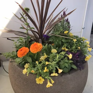 Floral blend (pot is from Green Things)