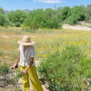 Rosie sustainably collecting creosote bush ( chaparral ) to be used in their desert creations.