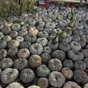 a large pile of pumpkins