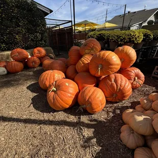 Super large pumpkins