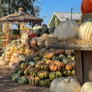 Amazing display of different pumpkin varieties