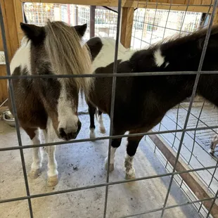 The mom and son ponies