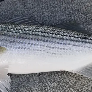 Let's go fishing on the Delta! Boat Charters, Fishing, Oakley, Bass fishing, Sportfishing, catch and release